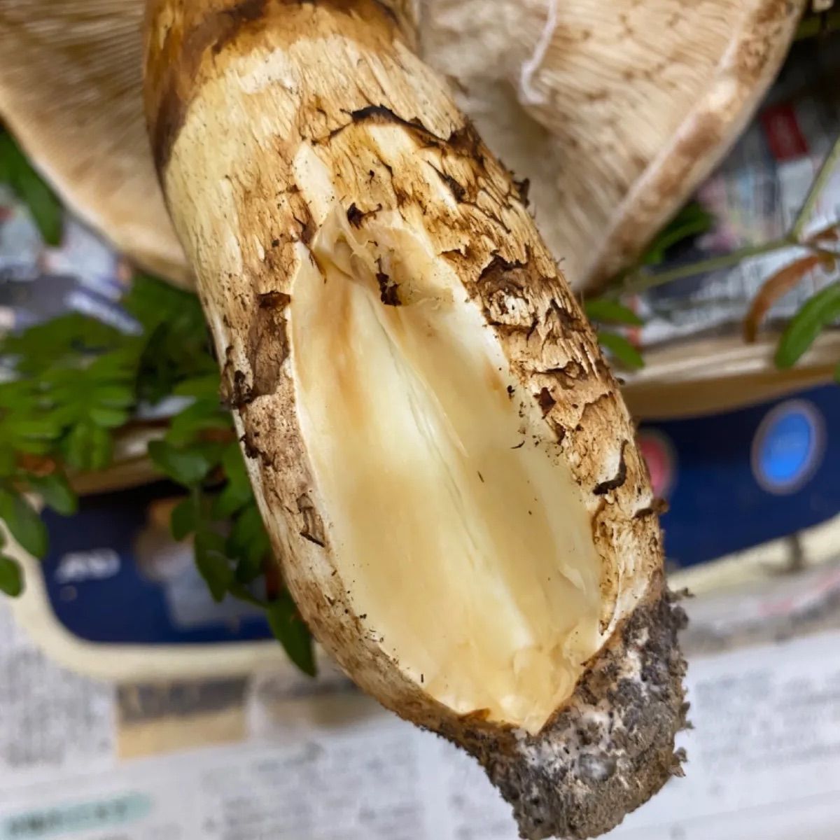 北三陸産メルカリ最高級の　松茸を計ったデジタルスケールと木製の器♪ 北三陸産メルカリ最高級の松茸を計ったデジタルスケールと木製の器♪