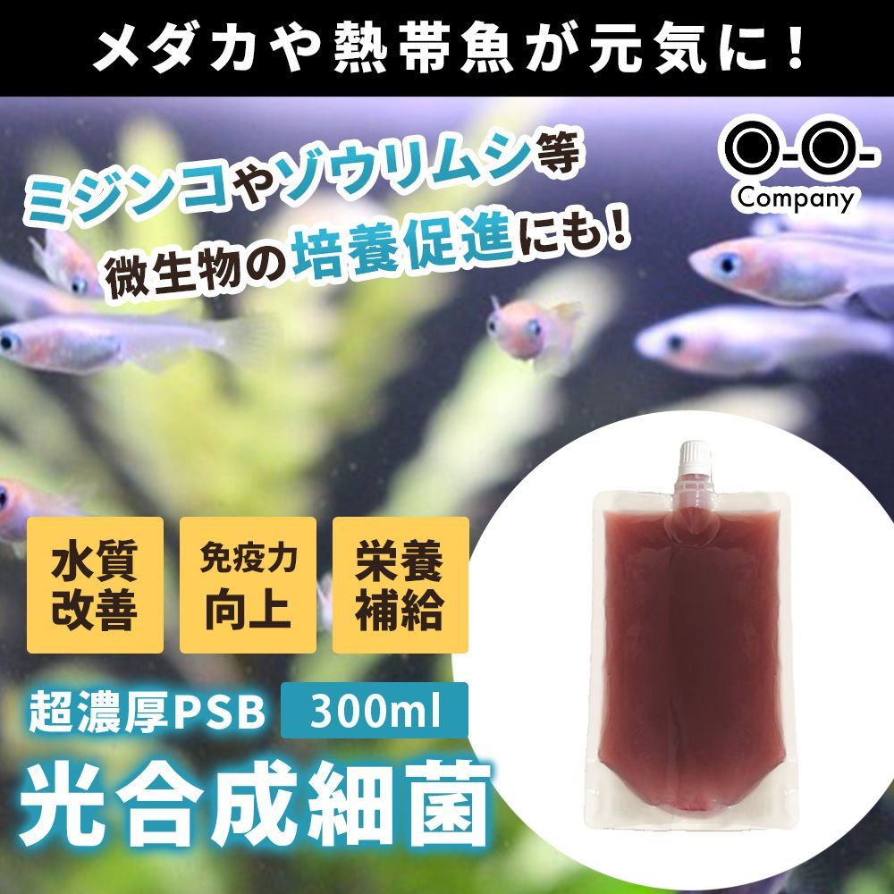 和香特選粉末生クロレラ500ml 関連:めだか金魚稚魚ミジンコPSBF