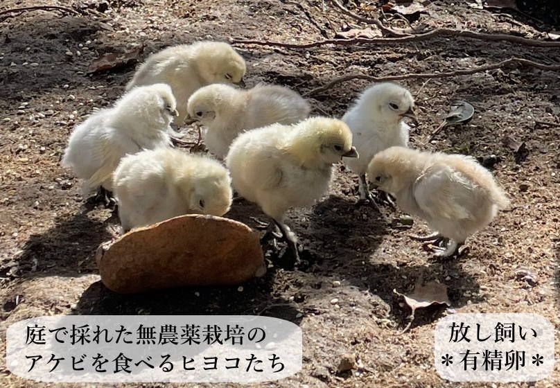 東京烏骨鶏 烏骨鶏 ８個 有精卵 放し飼い ふわふわ もこもこ 送料無料 - メルカリ