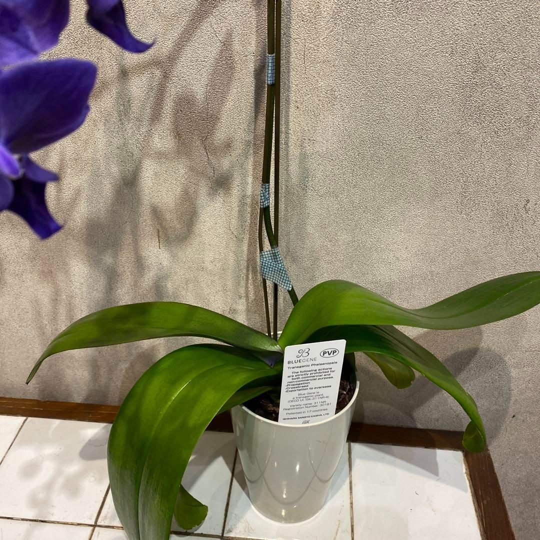 注文 数限定❗️現品 超希少❗️胡蝶蘭❤️ブルージーン 1本立 本日