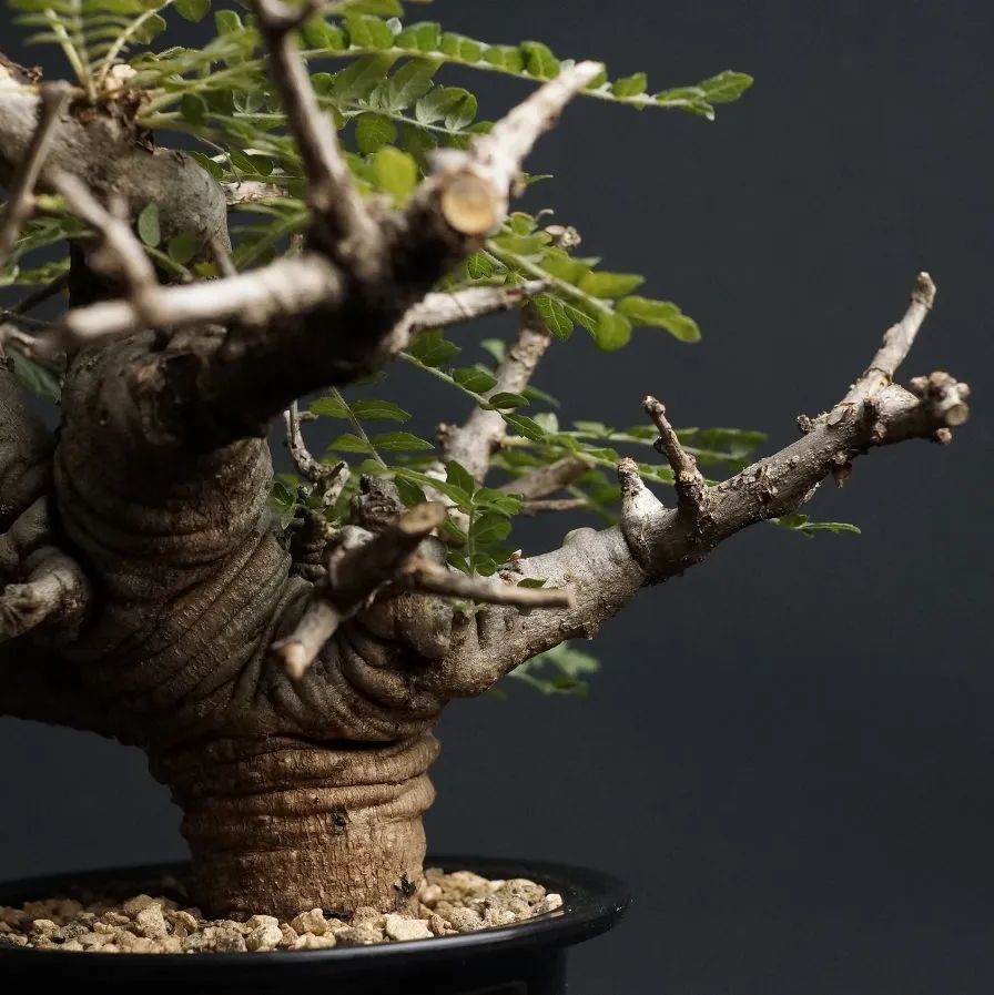 鉢なし Boswellia neglecta ボスウェリア ネグレクタ 塊根 