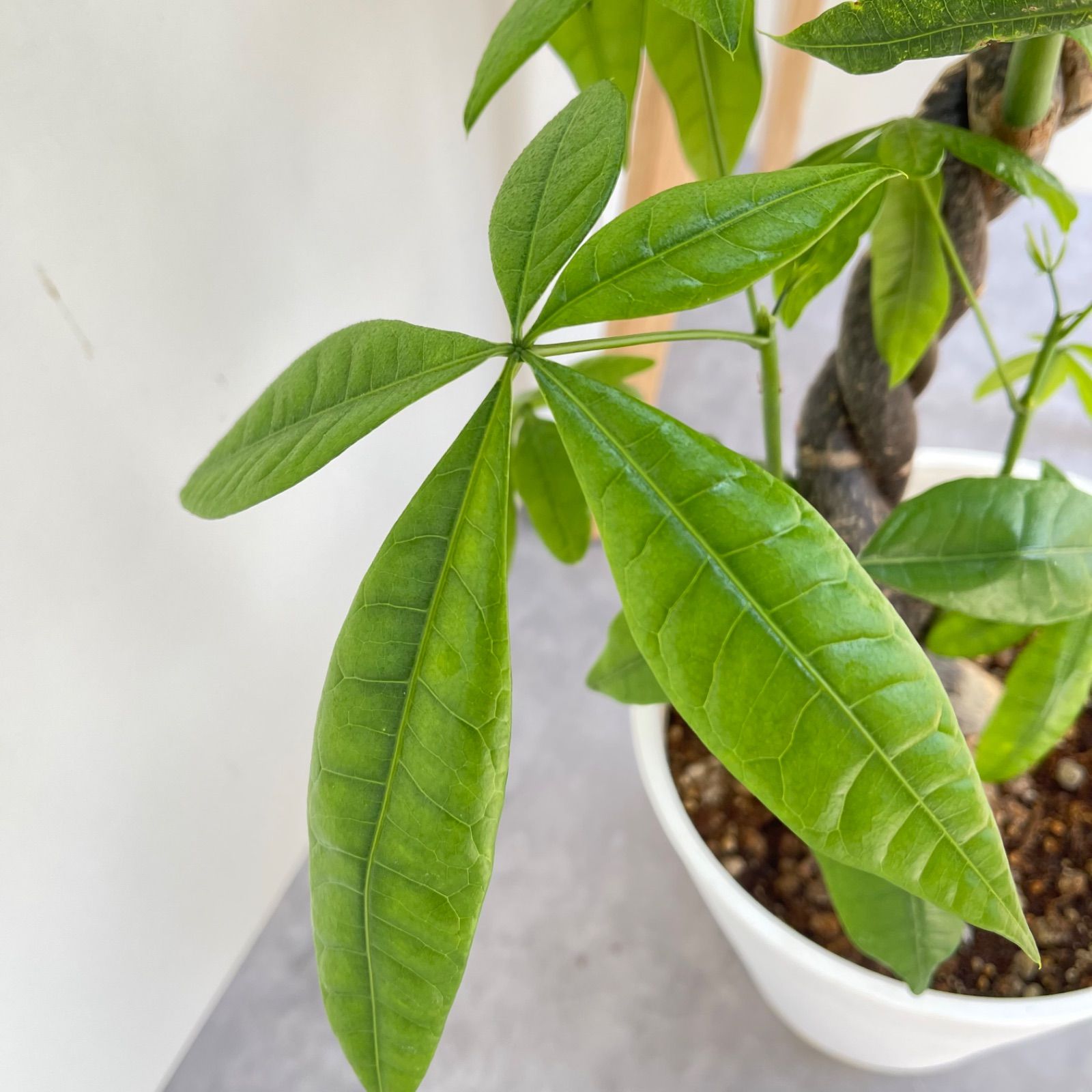 パキラ　ねじり　3【現品】観葉植物　室内　大型 パキラ ねじり 3【現品】観葉植物 室内 大型 - メルカリ