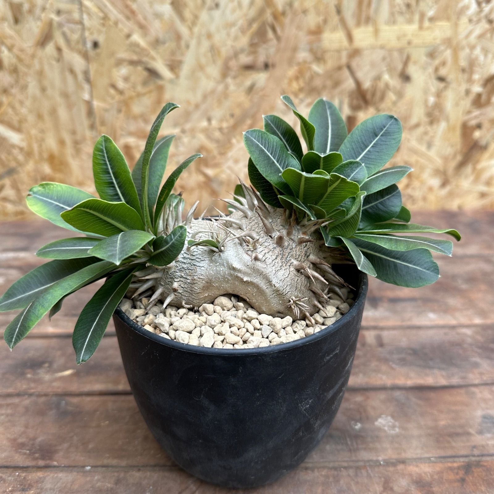 Pachypodium brevicaule パキポディウム・ブレビカウレ 恵比寿笑い 塊根植物 多肉植物 - メルカリ