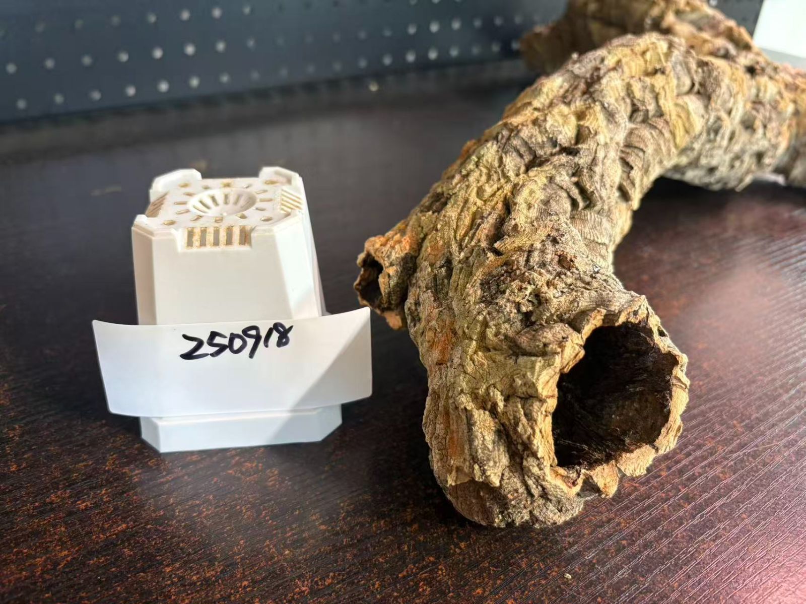 ビカクシダ 着生ラン