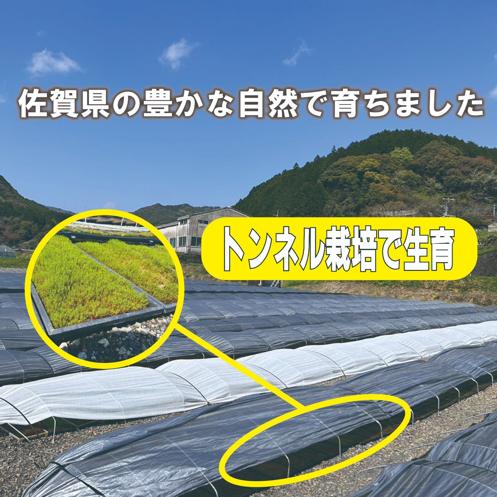 ［佐賀県産］ハイゴケ※2枚　苔庭　苔玉　テラリウム　枯山水　宅急便コンパクト