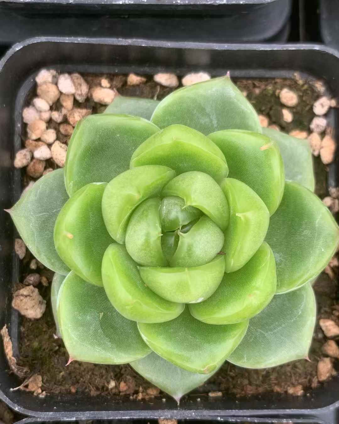 LX68×54 ヒスイジェニー 抜き苗 多肉植物 アエオニウム エケベリア 韓国苗