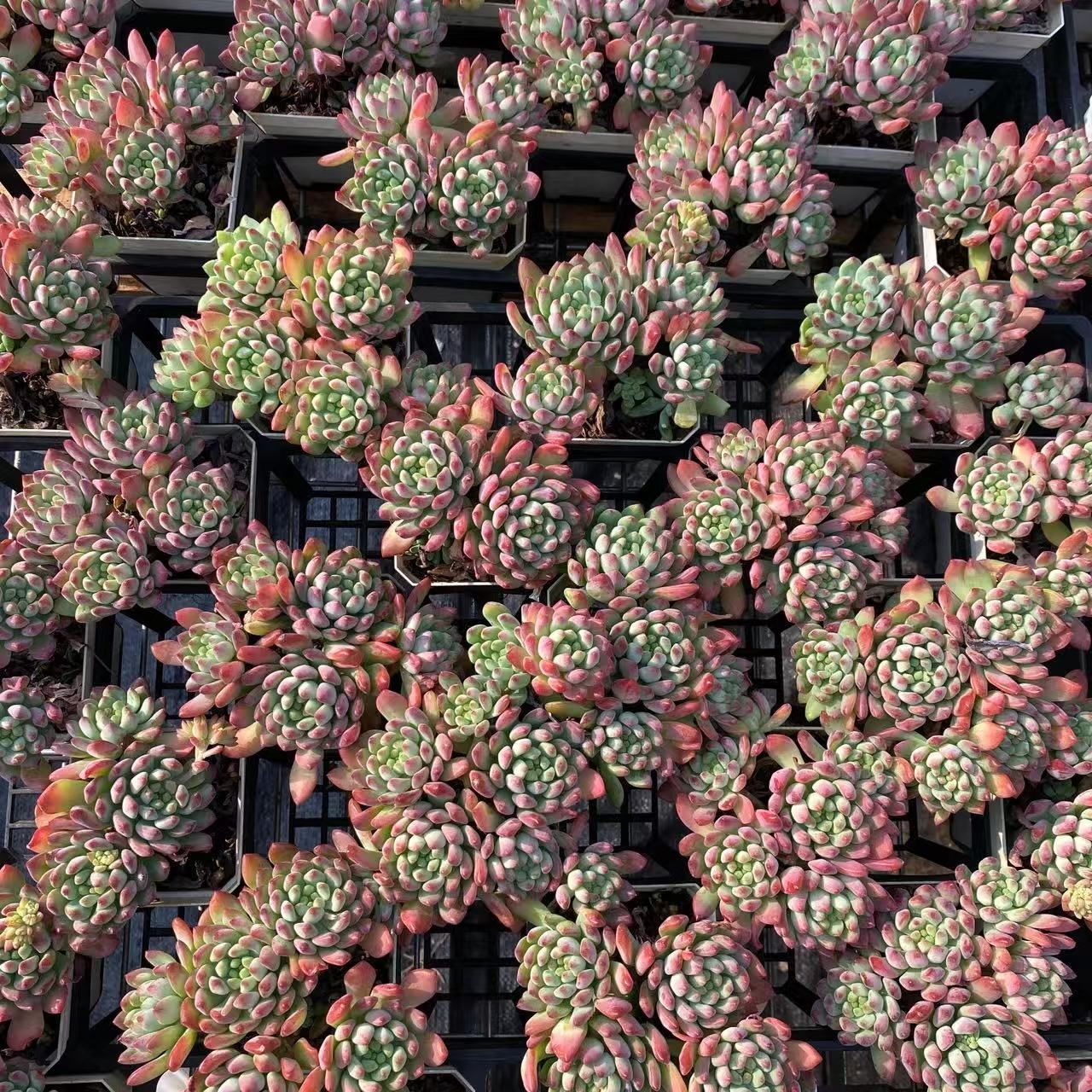 No.361 ❁ブルーアップル❁抜き苗 多肉植物 寄せ植え No.361 ❁ブルーアップル❁抜き苗 多肉植物 寄せ植え No.361 ❁ブルー