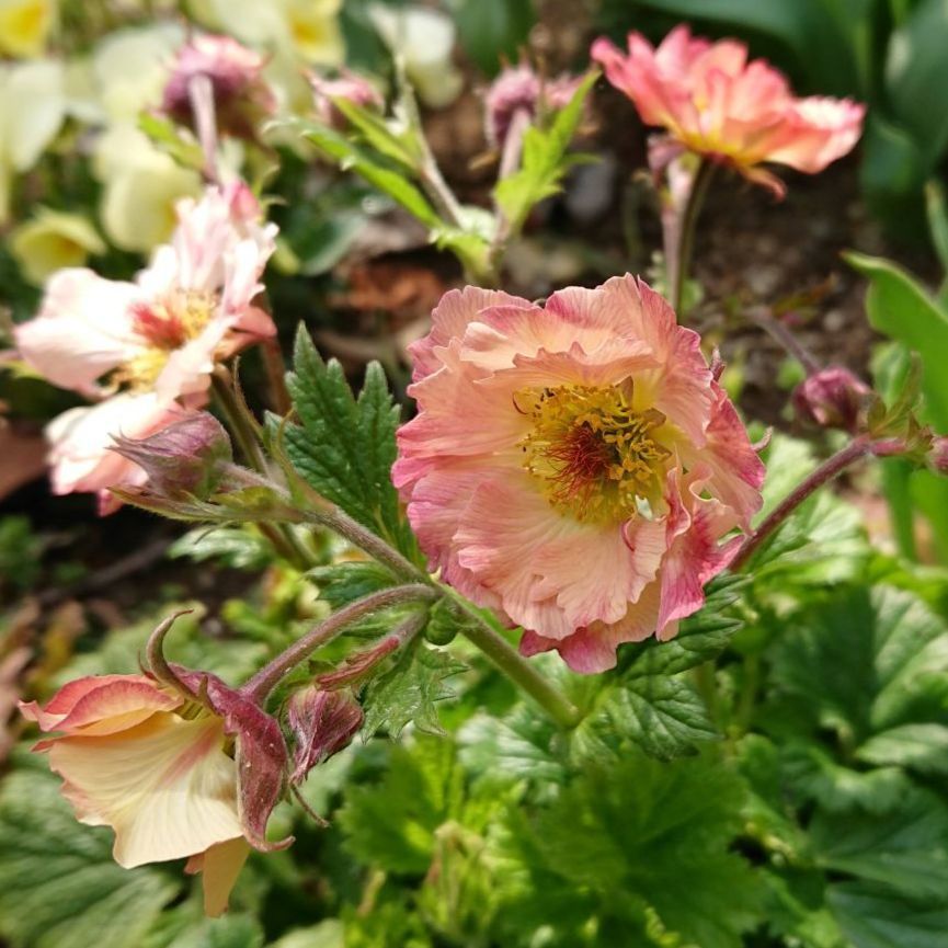 メルカリshops ゲウム マイタイ 種 粒