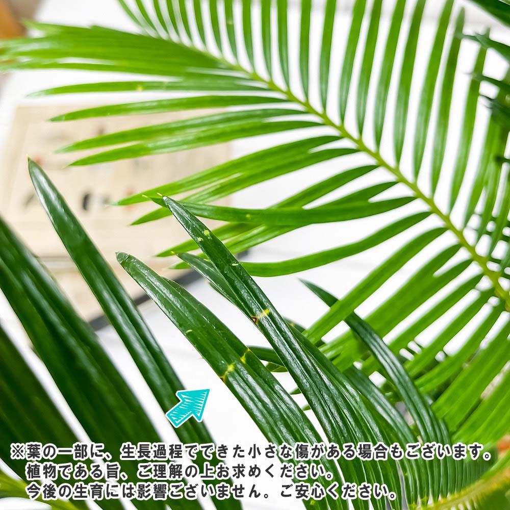 PLANCHU 観葉植物 ソテツ 4号樹脂鉢 ミディダークグレー サスティー