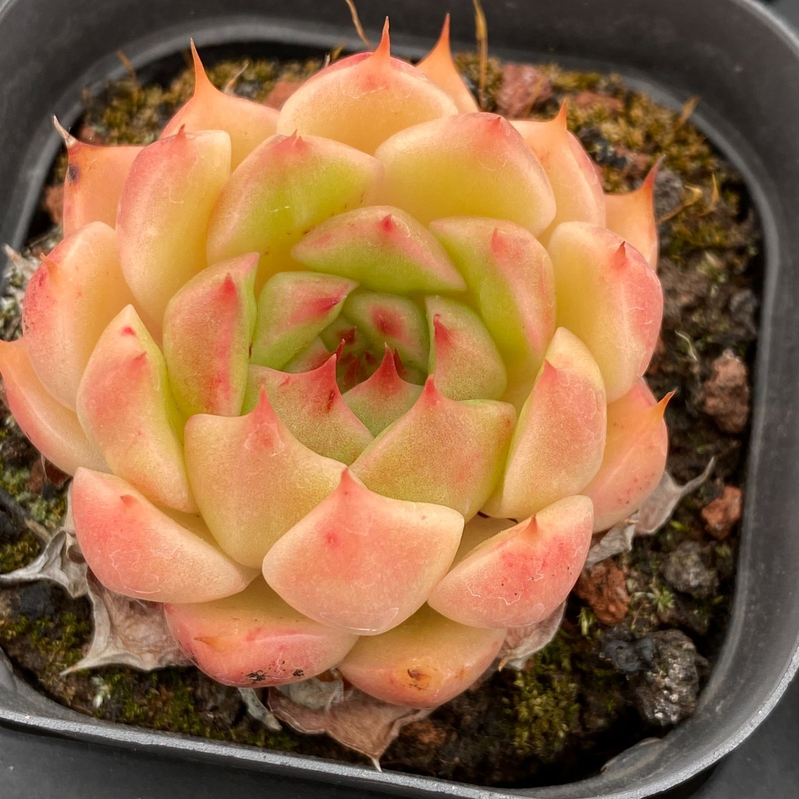 H*e様 W691　エスター錦　24株　多肉植物 エケベリア 韓国苗 サボテン 農園直売 多肉植物 寄せ植え エケベリア属 エスター錦 入手困難