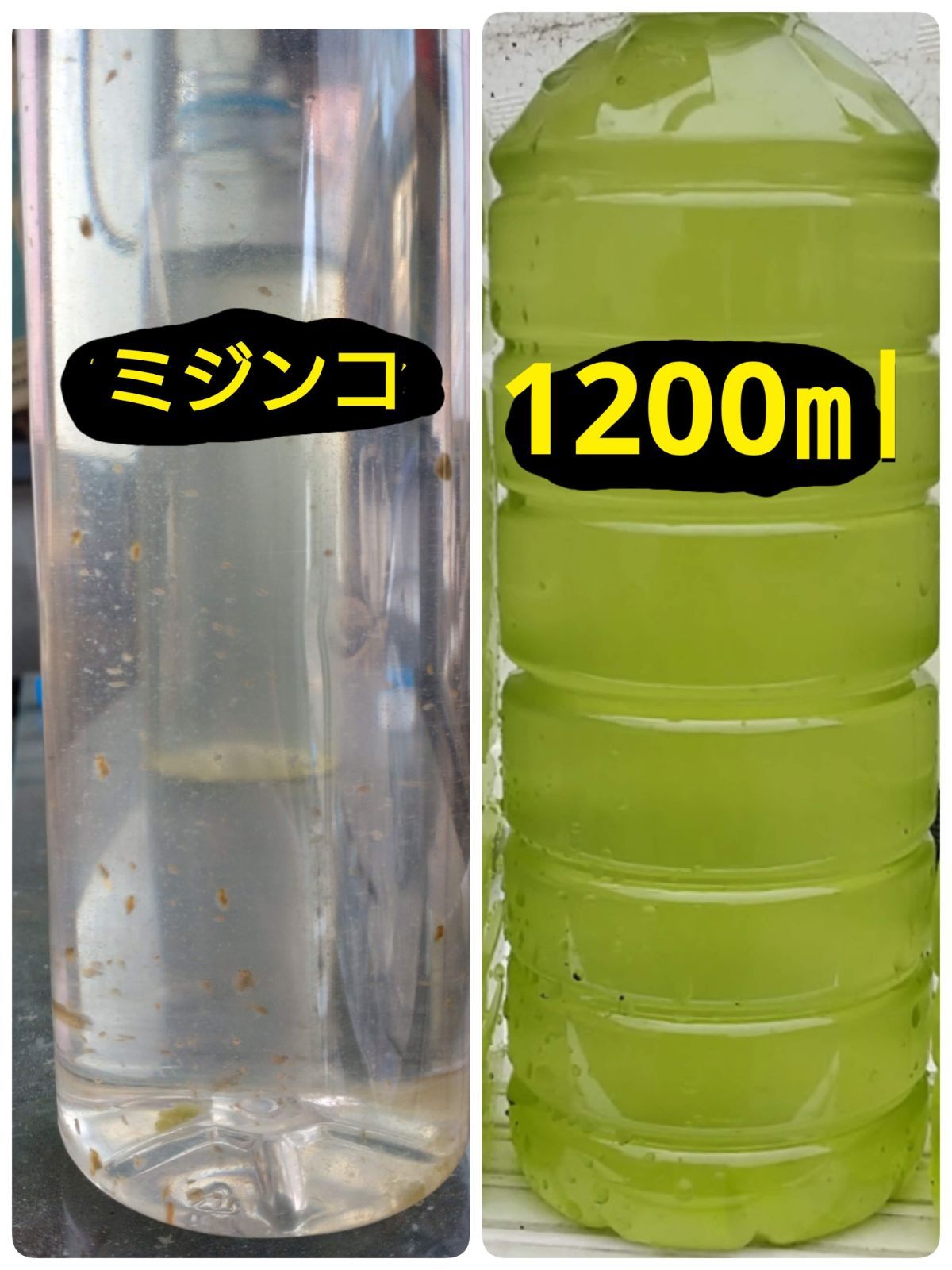 史上一番安い 防腐加工済みゾウリムシ種水 1200ml 400ml×3本 グリーン