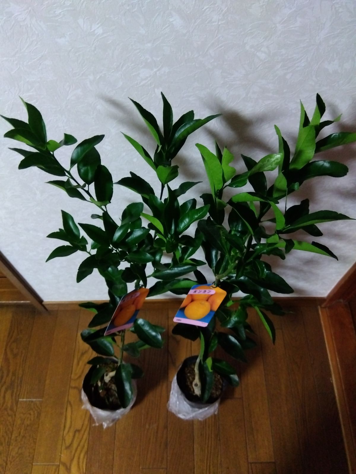 ポンカン苗木 2株セット みかん苗木 - メルカリ ポンカン苗木 2株セット みかん苗木 - メルカリ