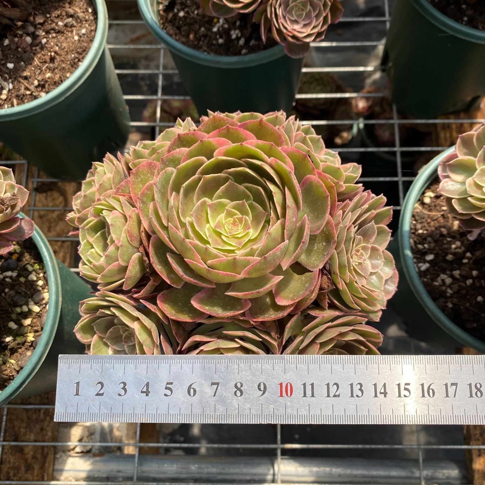 抜き苗 ピンクフラワーデーモン ZM1508×16株 ふっくら 多肉植物