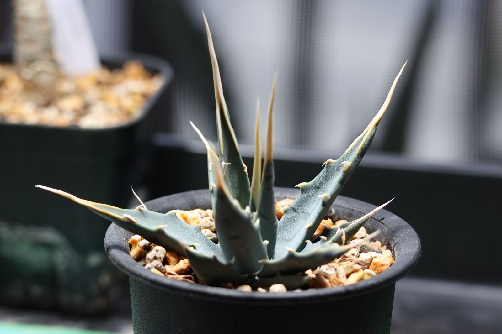 アガベ エボリスピナ選抜実生株 鉢ごと発送 E-3 アガベ エボリスピナ