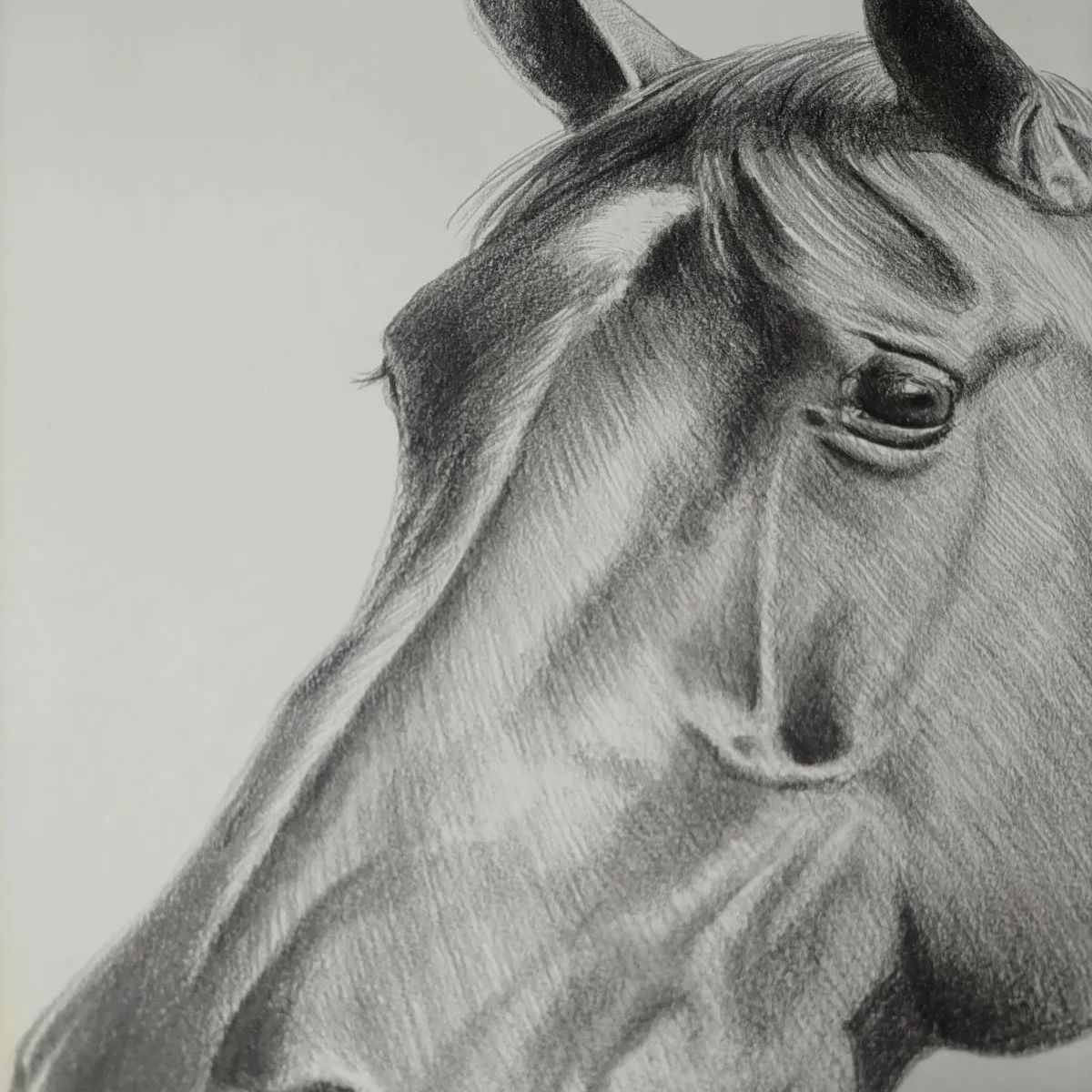 リアルな馬の鉛筆画 お客様のオーダー作品です🐴初めて馬を描きました🖼✨ #色鉛筆