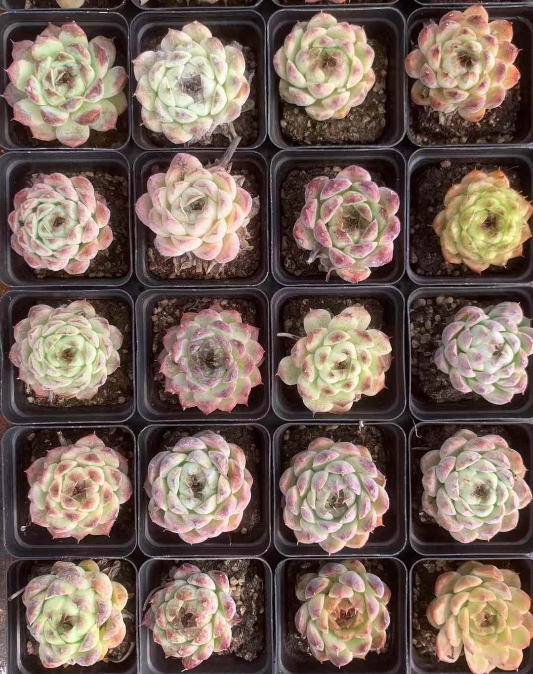 54株の抜き苗セット ホワイトパープル 多肉植物 佐川急便発送 エケベリア 韓国苗 LX20 STEELWINDOWSANDDOORS_COM