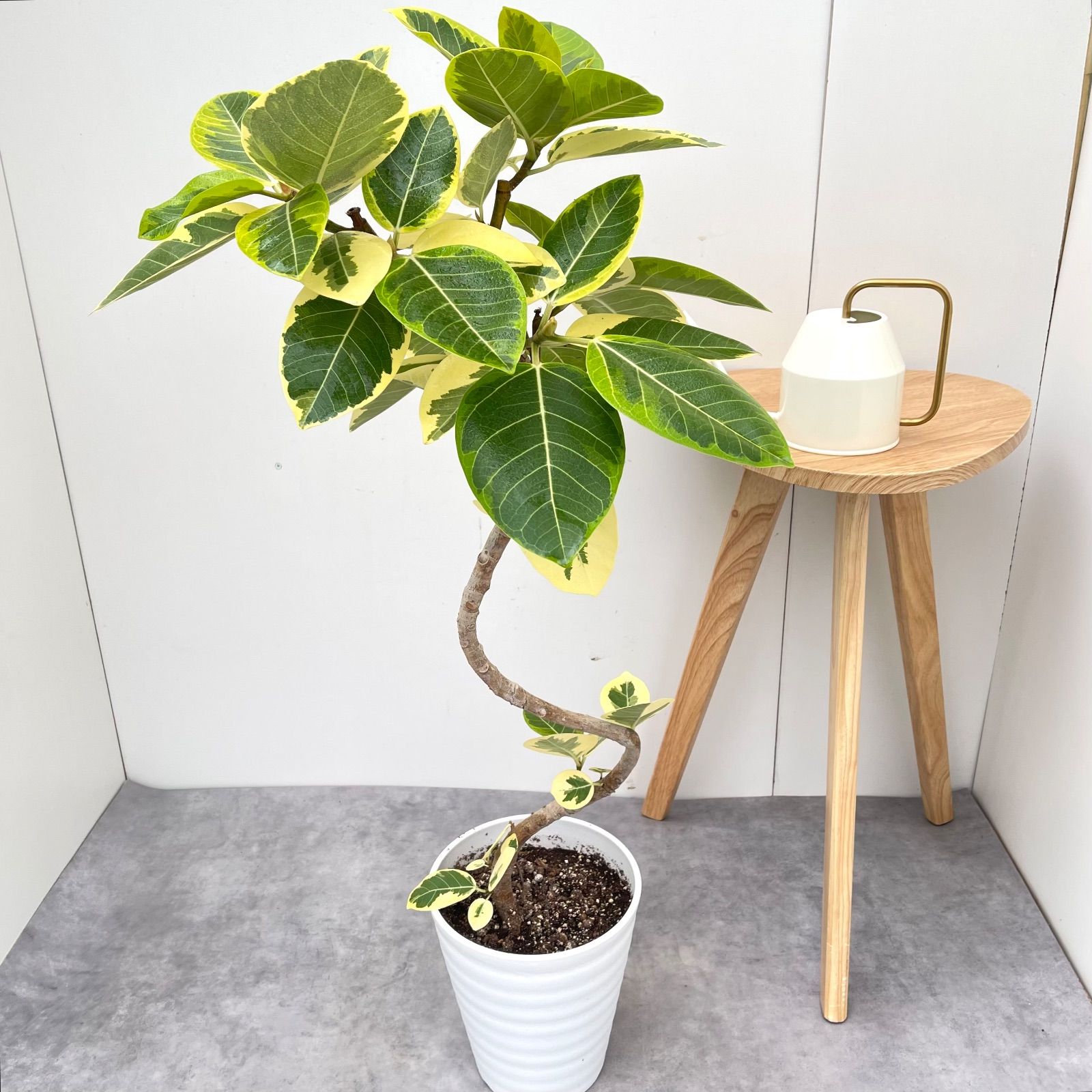 フィカス アルテシマ 曲がり 9 現品 観葉植物 室内 7号