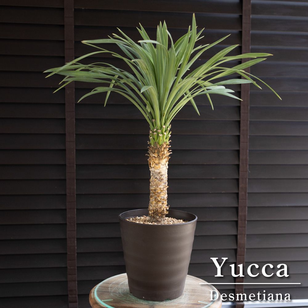 早い者勝ち　ユッカ　ロストラータ　1 早い者勝ち ユッカ ロストラータ 1