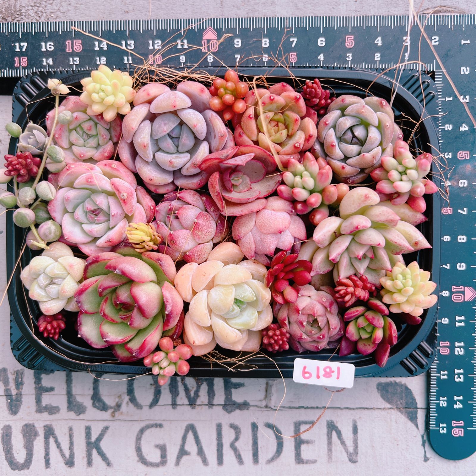 多肉植物 寄せ植えset♡6181 - メルカリ