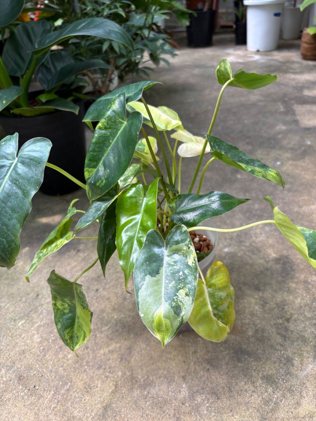 ☆希少☆フィロデンドロン・ タイランドバリエガータ　★鉢まま発送★ 観葉植物）フィロデンドロン バールマルクス バリエガータ 3．5〜4