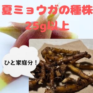夏ミョウガの根 夏ミョウガの種株 25g以上（5〜10本程度）お裾分け 