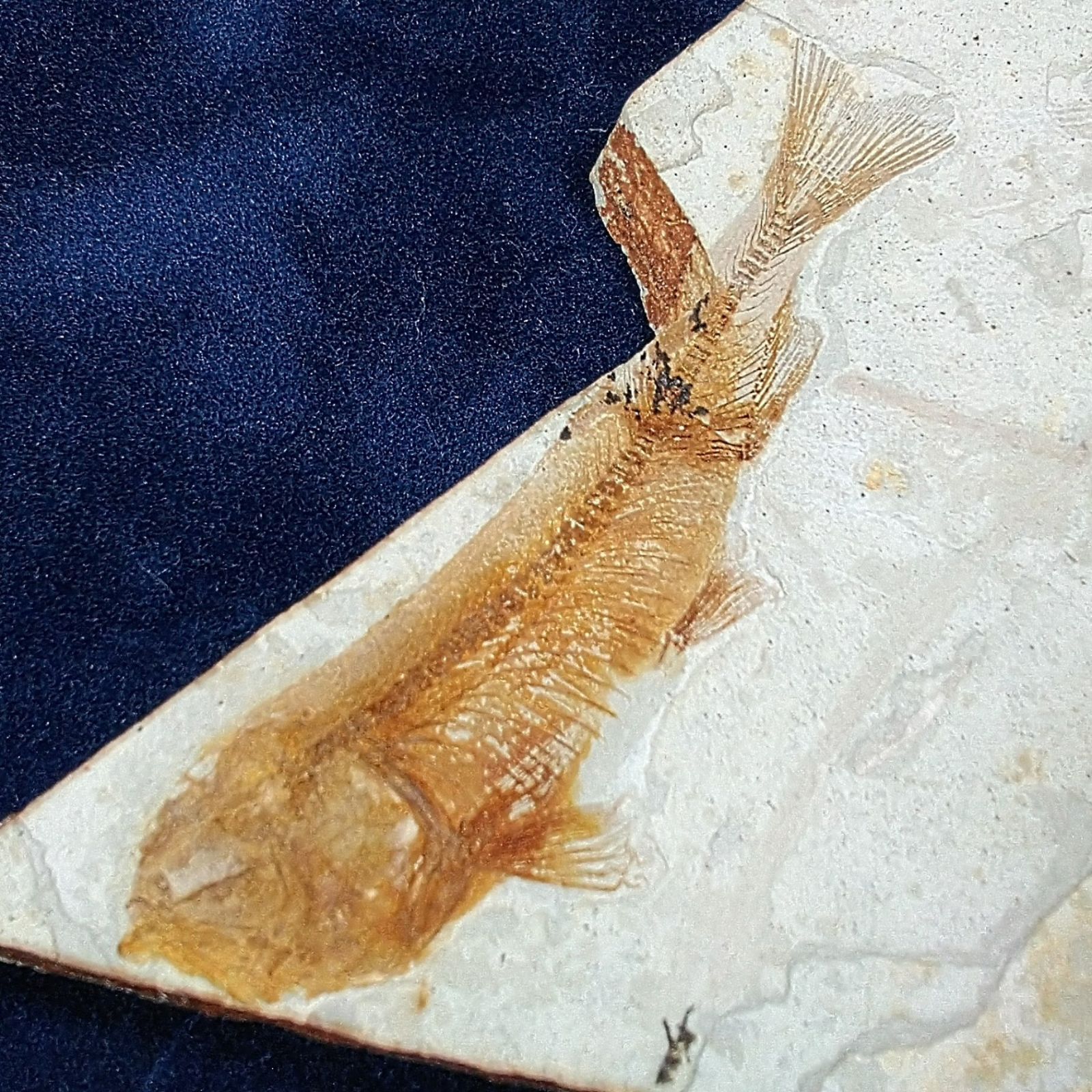 中国/遼寧省/熱河層群産・1億年前の古代魚リコプテラ魚の化石】 - メルカリ