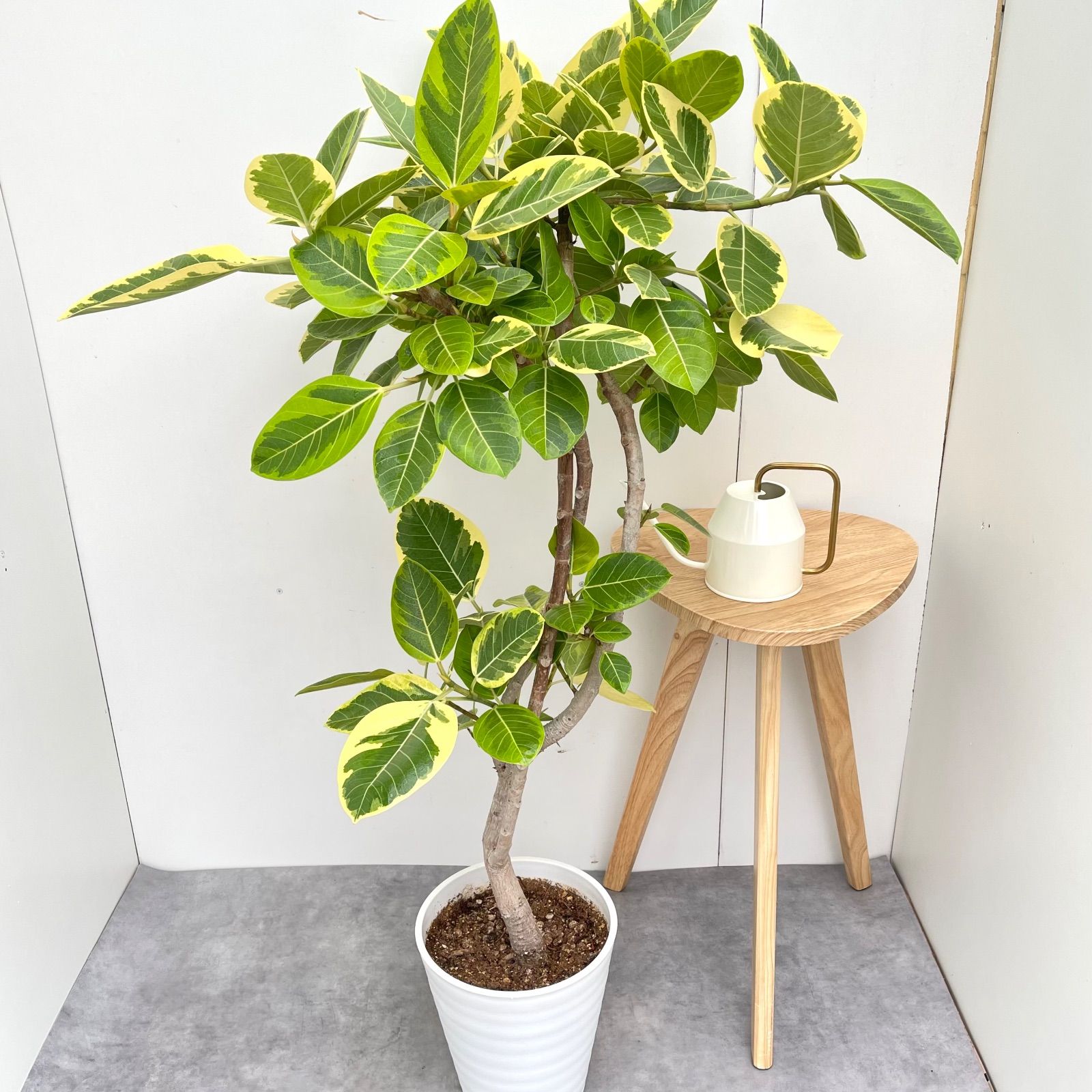 フィカス アルテシマ 曲がり 10【現品】観葉植物 室内 大型 コレクション