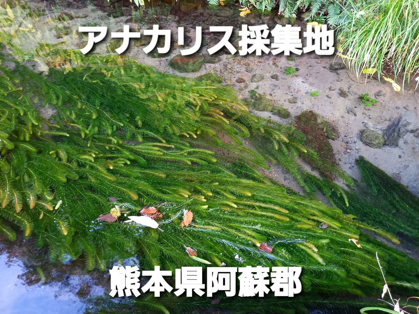 新発売の クールで発送 1000本以上 天然アナカリス 阿蘇の湧水で育った 