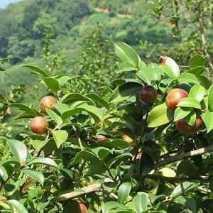 純正生茶油