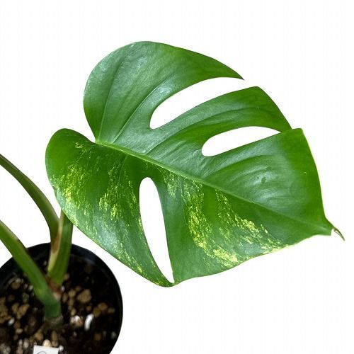 現品］【希少】4番 モンステラ ボルシギアナ オーレア 4号 観葉植物