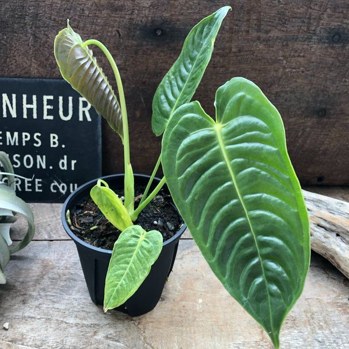 観葉植物