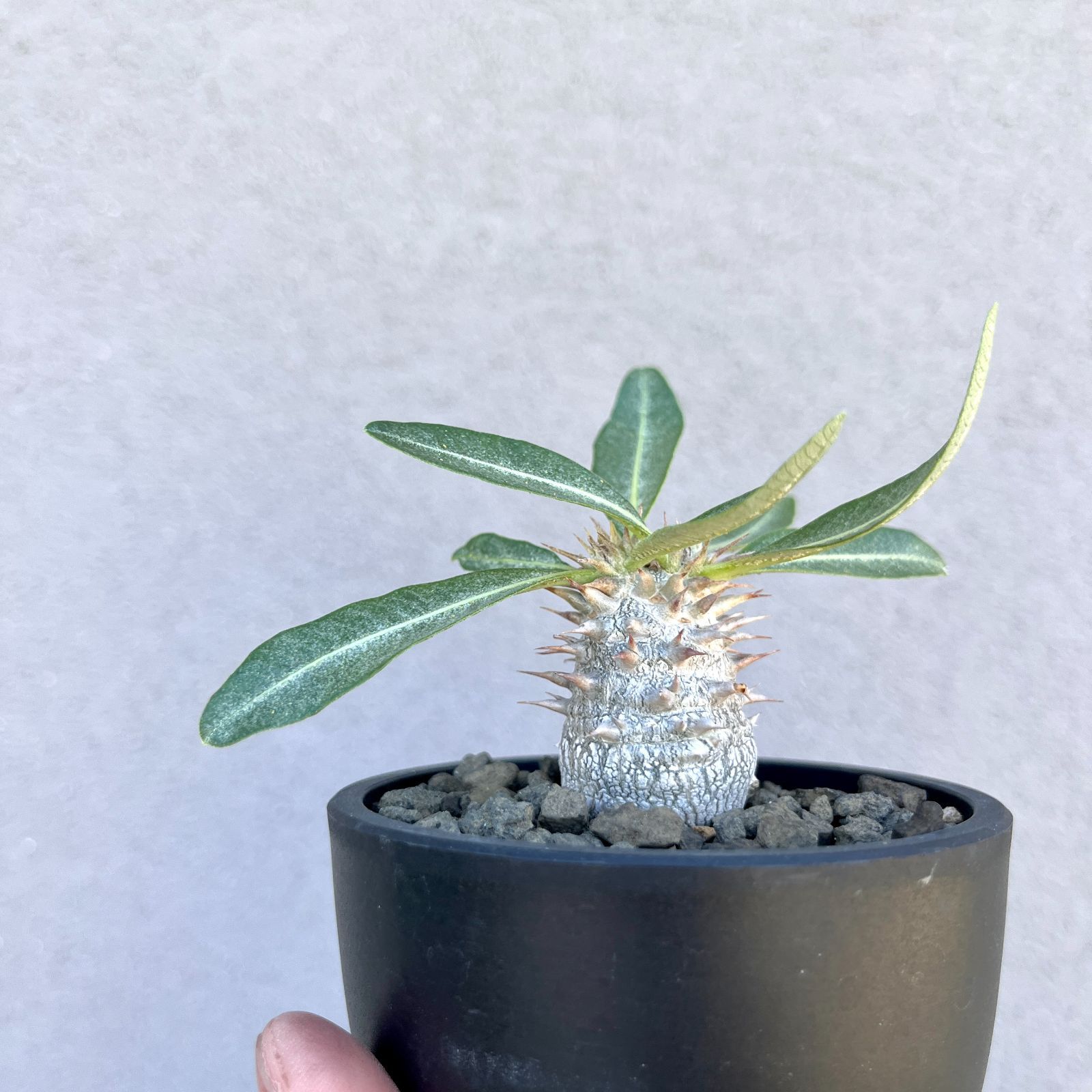パキポディウム・グラキリス 実生株｜Pachypodium rosulatum var