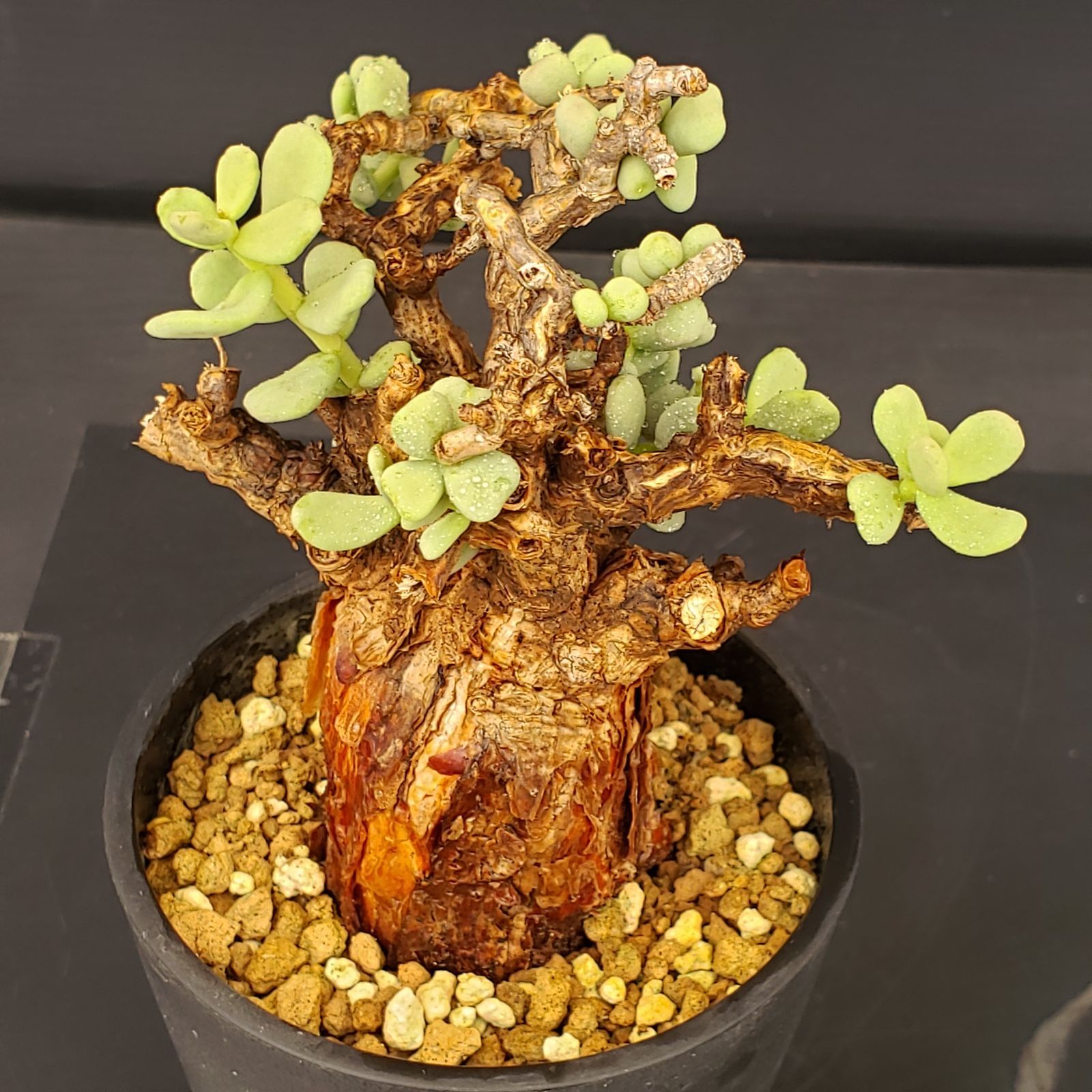 ケラリア　ピグマエア　大株　現地球 発根株　（鉢付き） ケラリア ピグマエア 大株 | STELLA.PLANTS