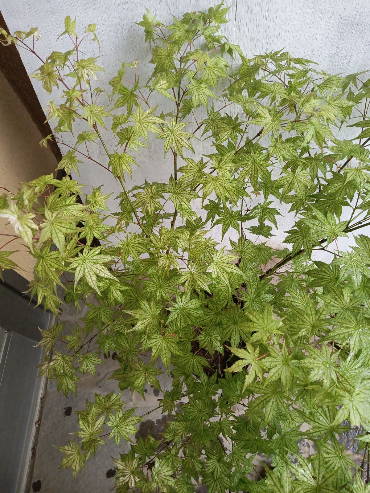 厳選モミジ鴫立沢