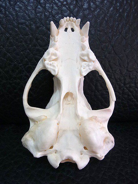 アメリカ アナグマ（badger）の頭骨