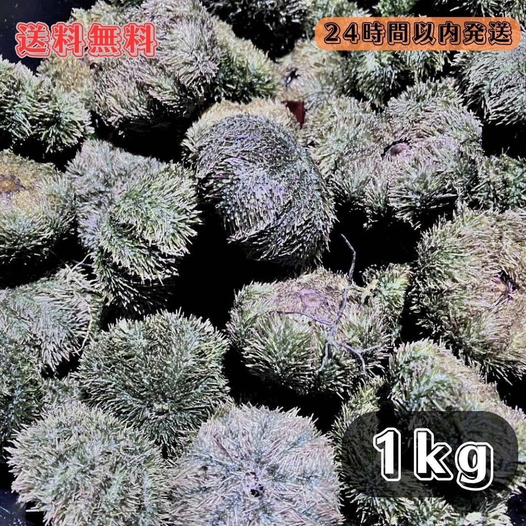 送料無料】冷凍バフンウニ(サンショウウニ)1kg石鯛 黒鯛 釣り餌 かぶせ釣り