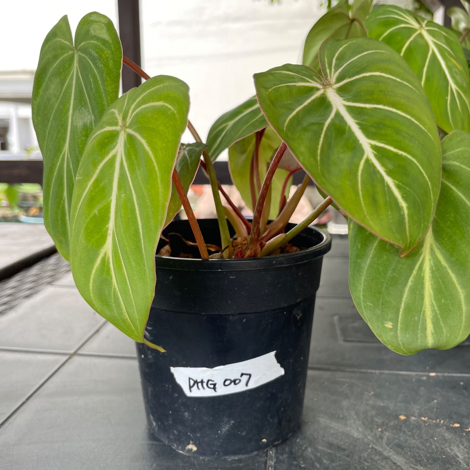 【希少2株入り】　フィロデンドロン　グロリオーサム　ゼブラ　Philodendron Gloriosum zebura