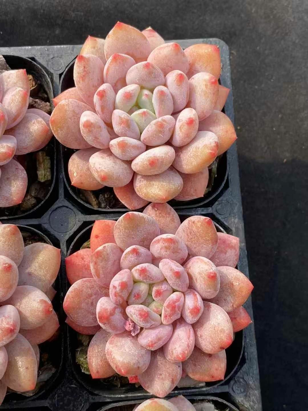 50株の抜き苗セット】マルガン群生 多肉植物 佐川急便発送 エケベリア