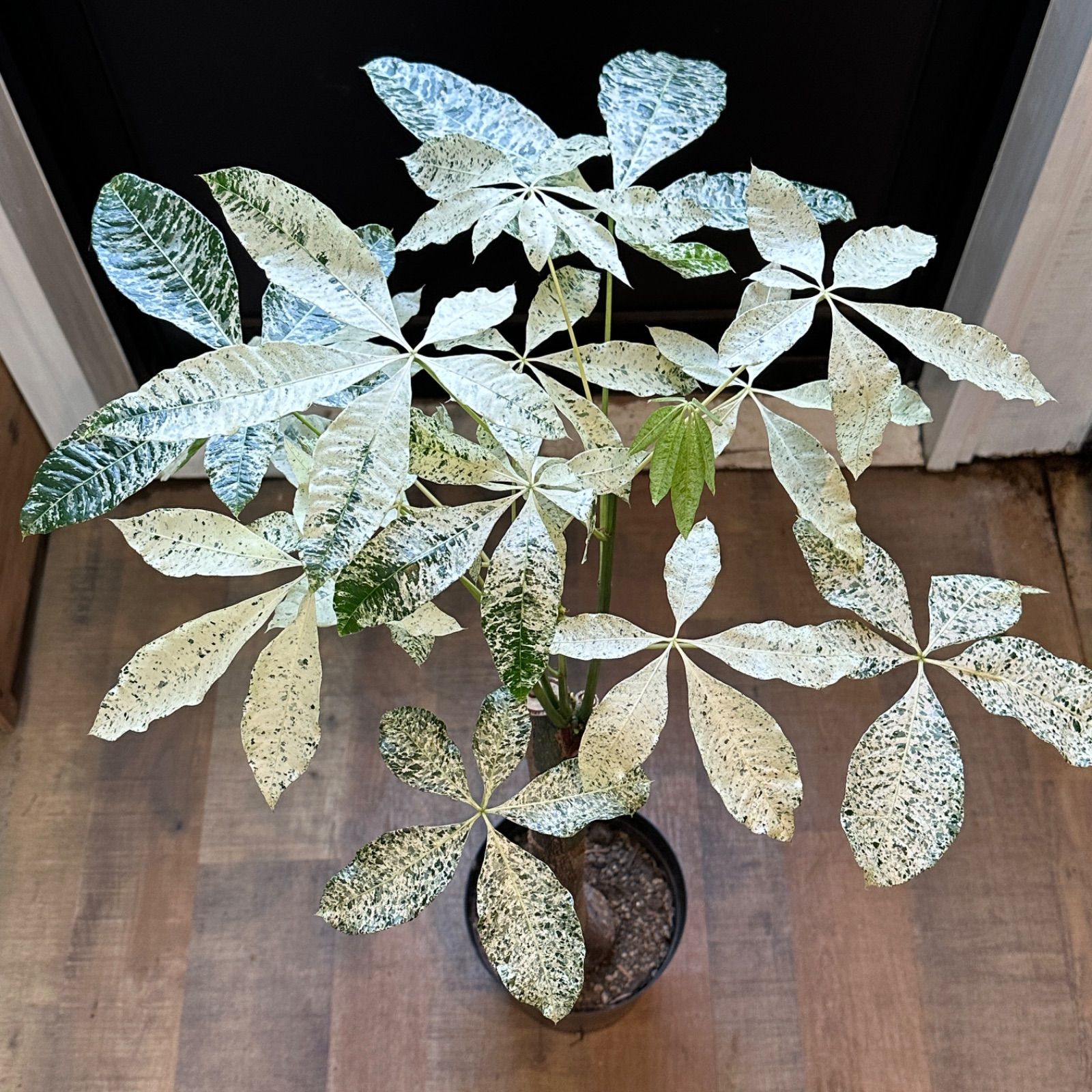 レア♡パキラ♡ミルキーウェイ♡接木♡6号♡お鉢ごとメルカリ便で レア♡パキラ♡ミルキーウェイ♡接木♡6号♡お鉢ごとメルカリ便