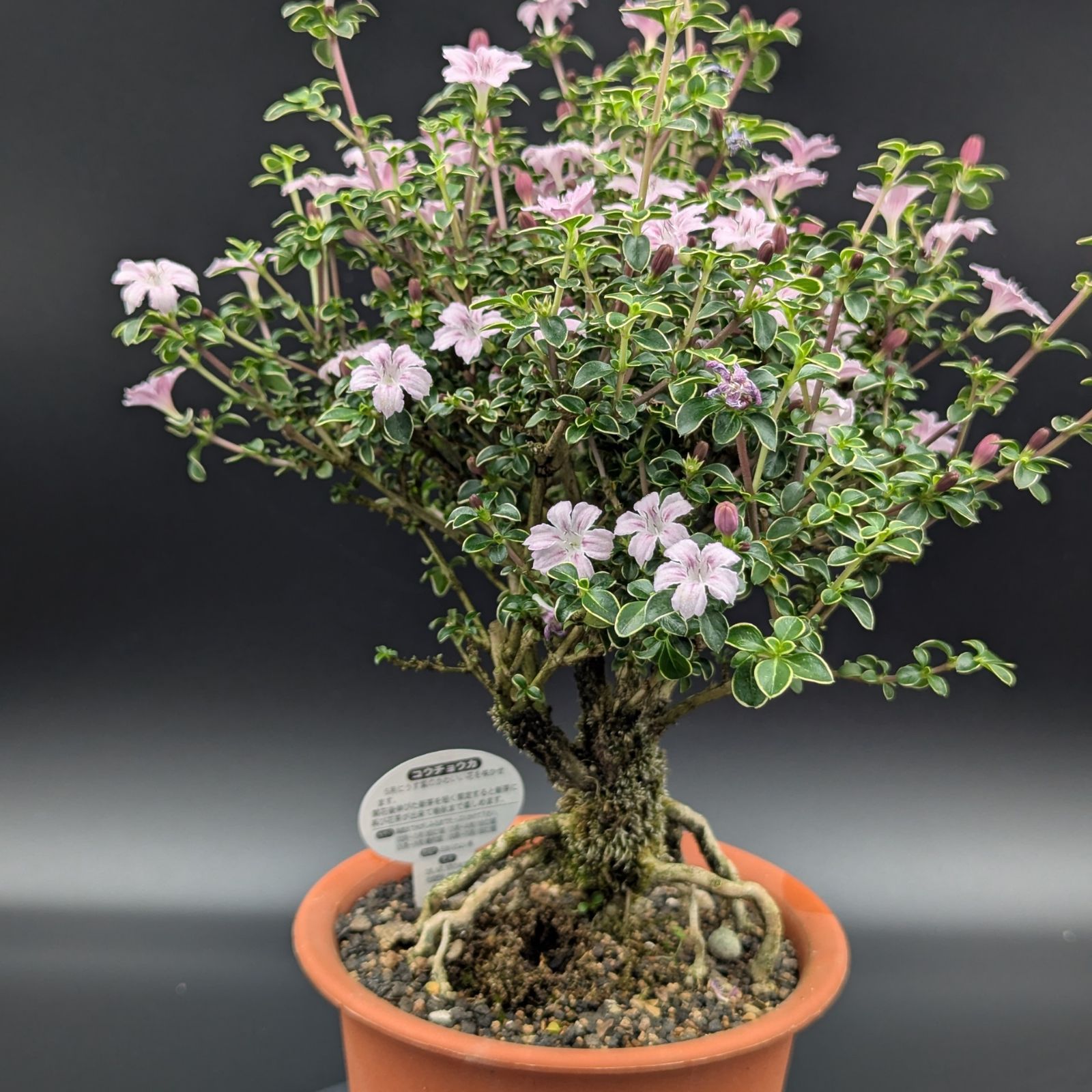 最終セール中❗中国伝統工芸美術　ミニ高卓捻り足花台　天然花梨材 RECOMMEND - THIRTY' THIRTY' STORE