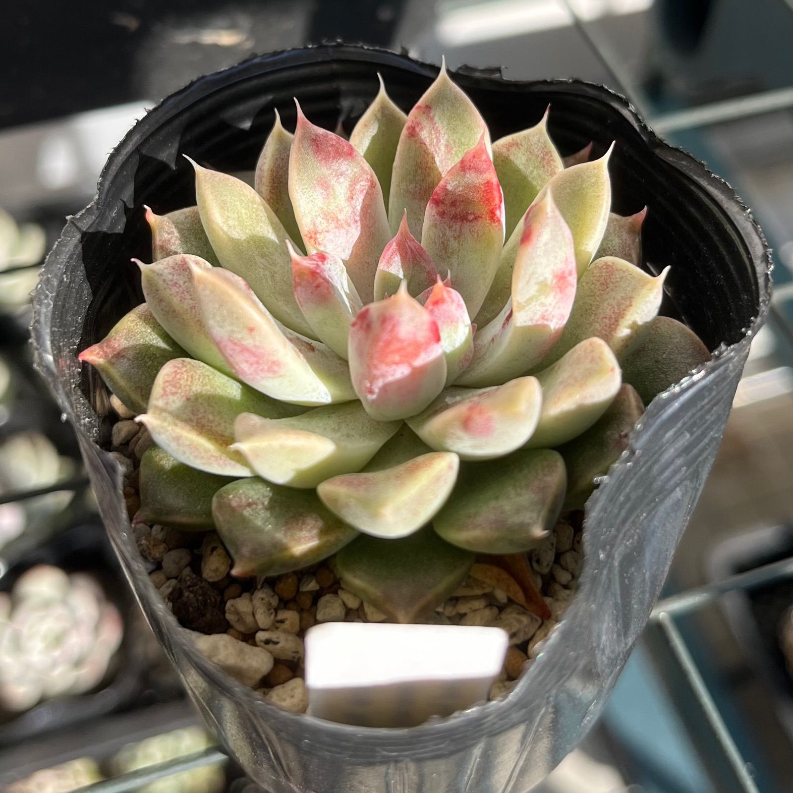 エケベリア ルビースター (抜き苗) チャンフィー苗 韓国苗 多肉植物