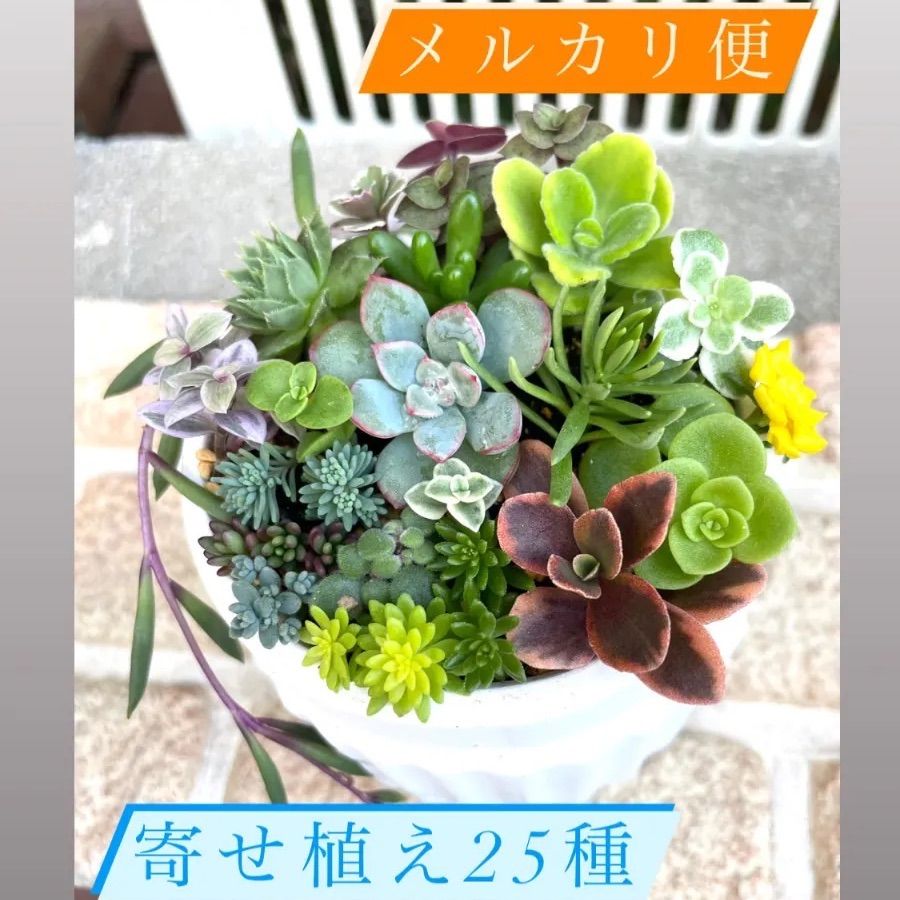 milky様 ご確認用】 そのまま飾れる多肉植物 寄せ植え - 植物/観葉植物