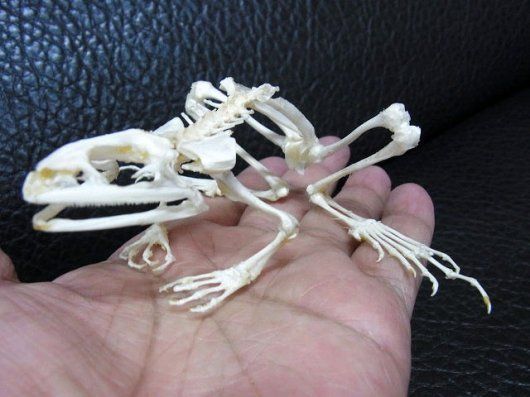 インドネシア ヌマガエルの骨格標本 - メルカリ