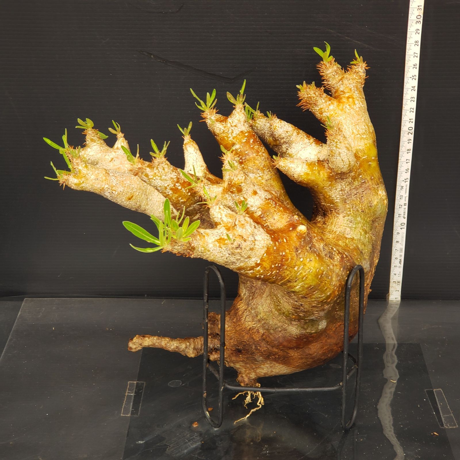 J581【自社養生株】Pachypodium イノピナツム（発根株・現地球