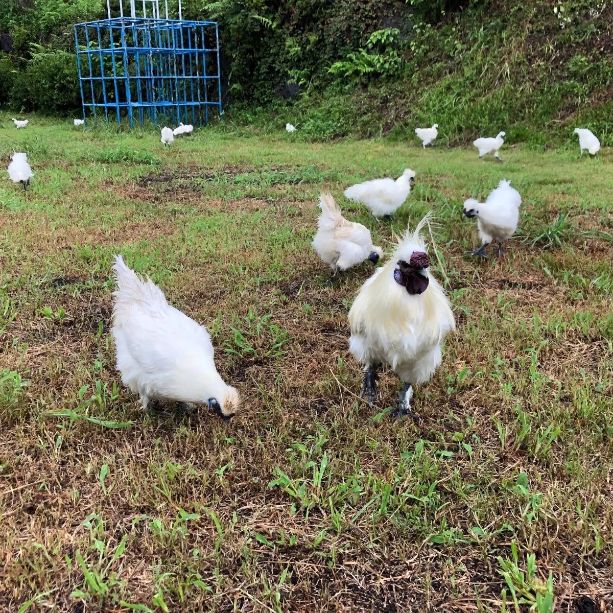多産系烏骨鶏の卵 烏骨鶏 ニワトリ 放し飼い有精卵 送料無料 20