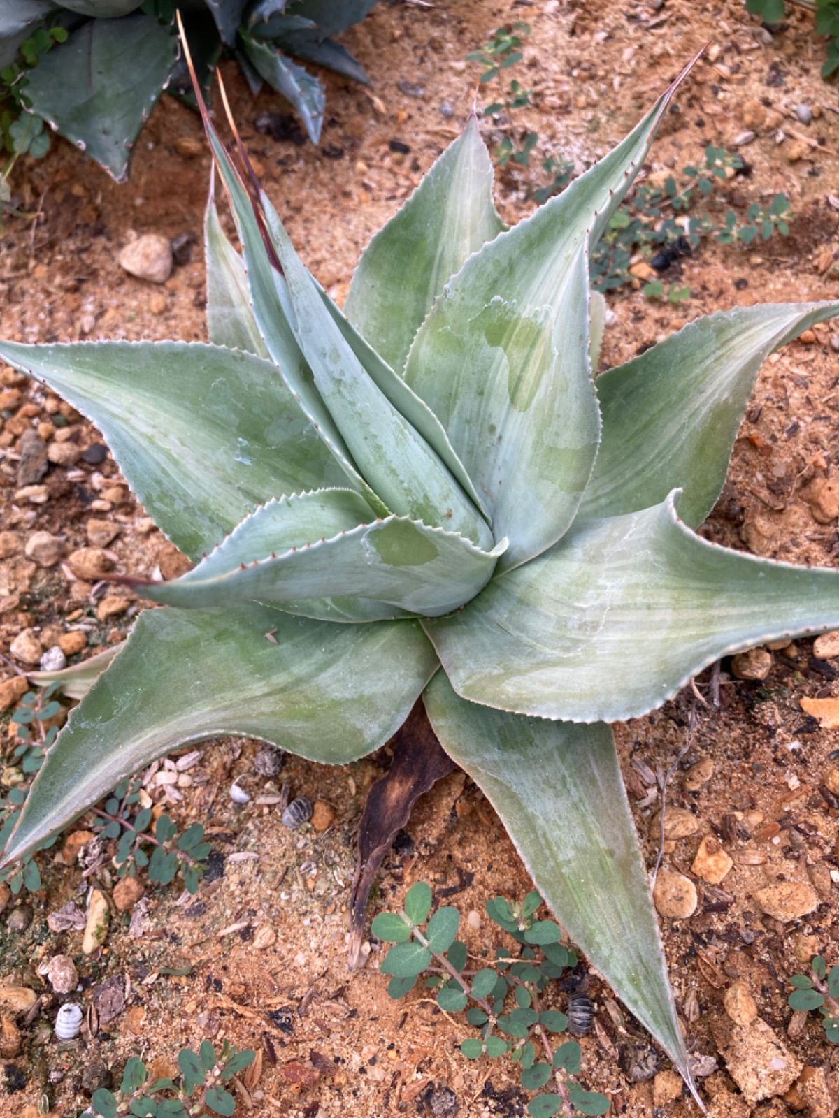 専用』 オバティフォリア バンジー錦 agave アガベ オバティ