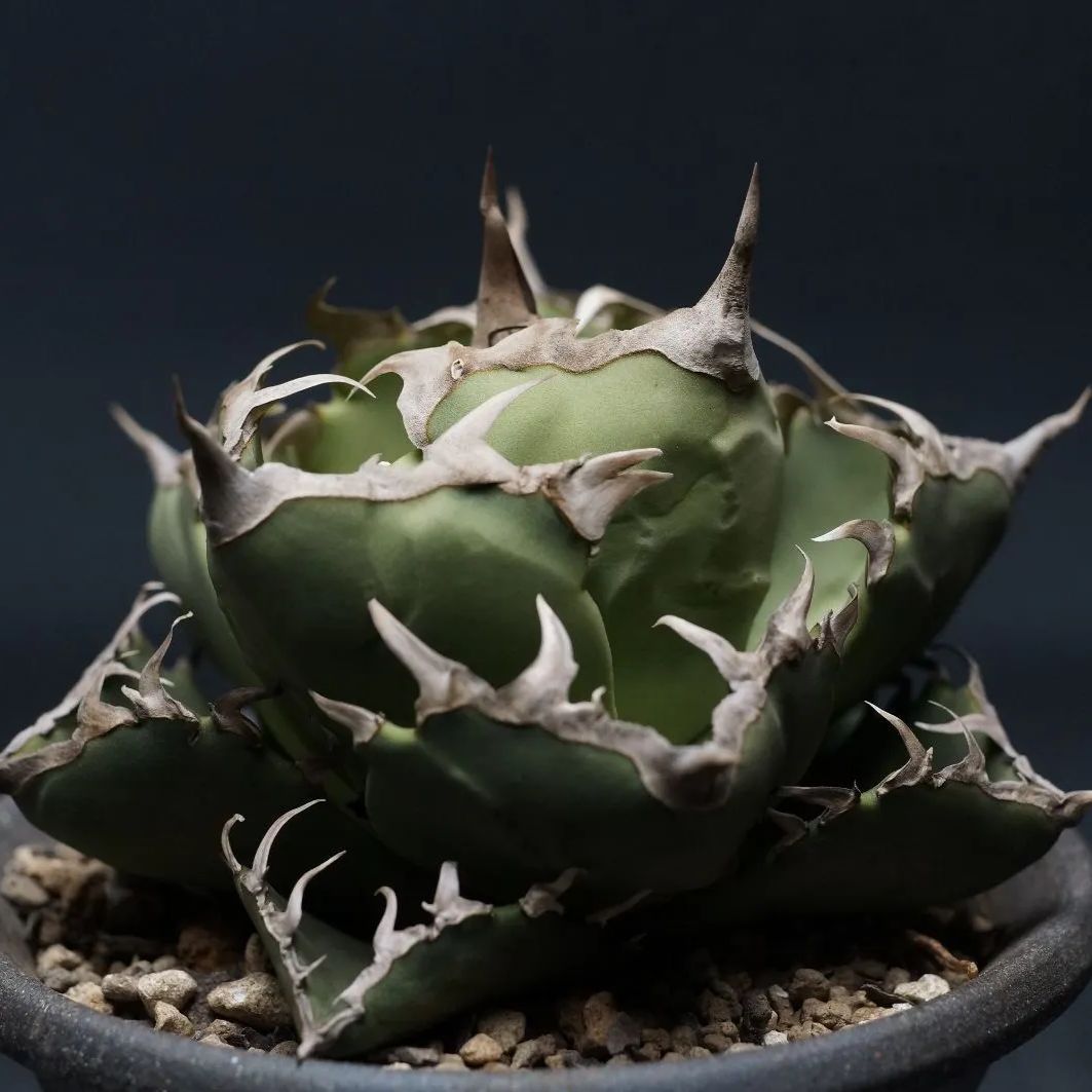 アガベ 蟹 株】アガベ チタノタ クラブ '蟹' No.6 アガベ agave