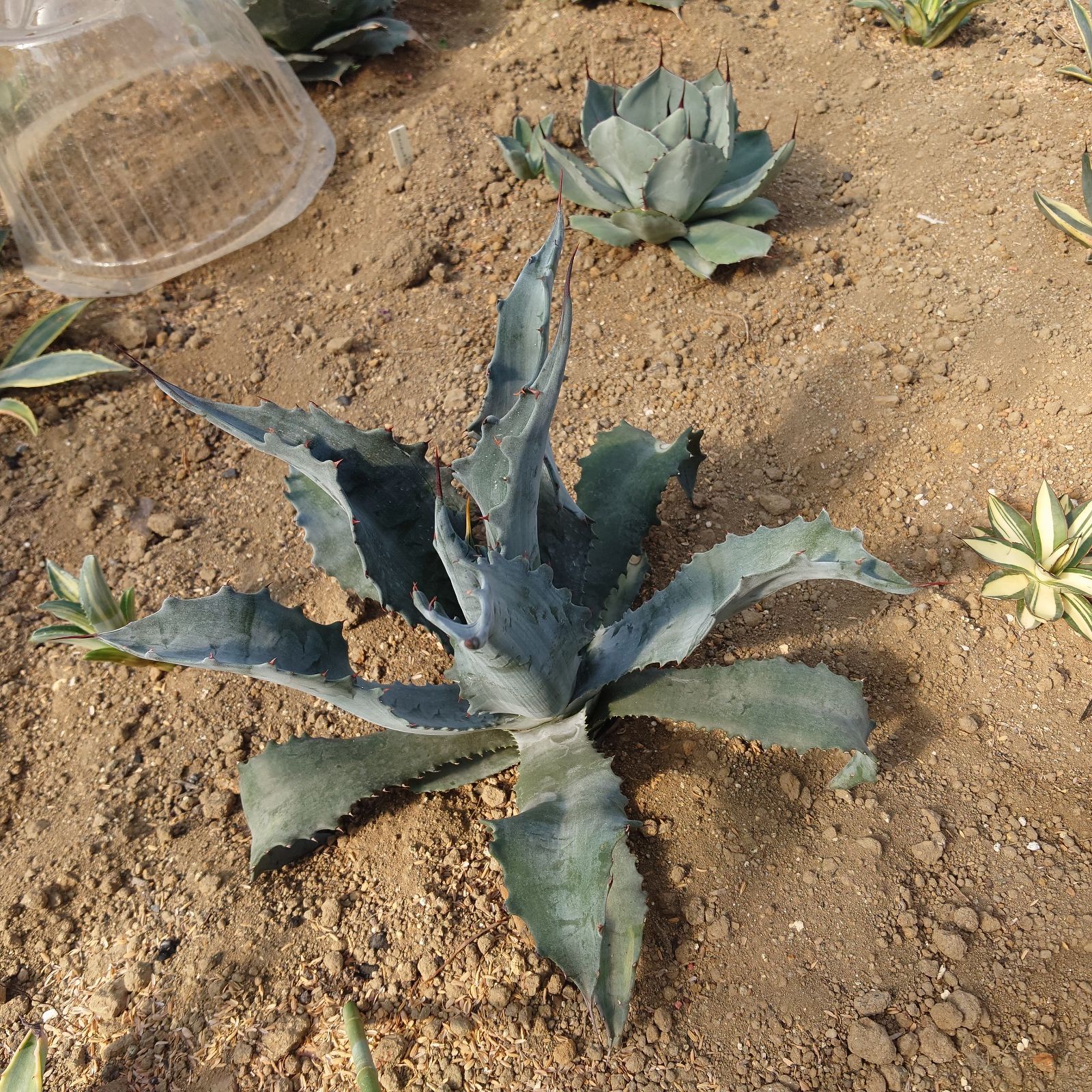 アガベ アメリカーナ ファンキートゥース 40㎝ AGAVE アガベ