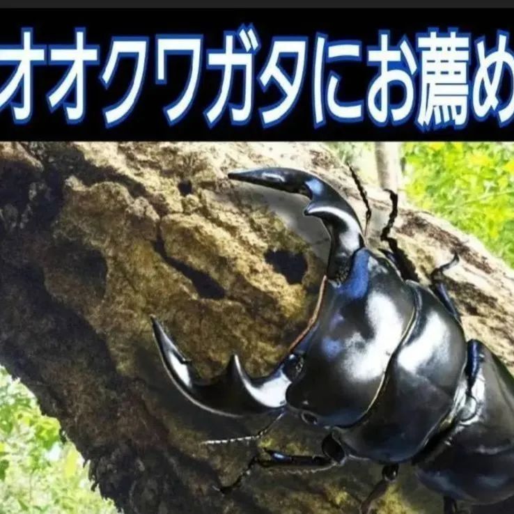 キクラゲ廃菌床【4ブロック】クワガタの産卵に！発酵マットに