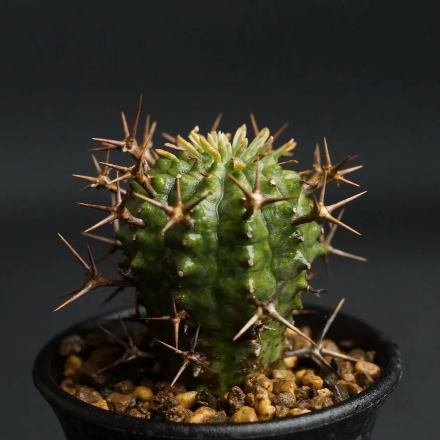 メス株 Euphorbia stellispina - 群星冠 13 - メルカリ